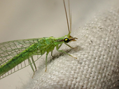 Meleoma emuncta