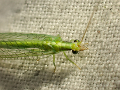Meleoma emuncta