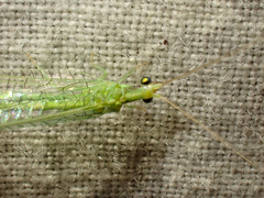 Meleoma emuncta