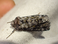 Syngrapha celsa