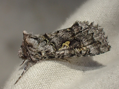 Syngrapha celsa