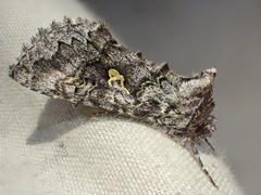 Syngrapha celsa