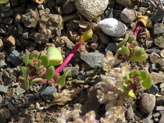 Tetragonia microptera