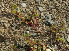 Tetragonia microptera