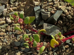 Tetragonia microptera