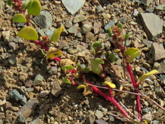 Tetragonia microptera