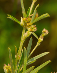 Lespedeza leptostachya