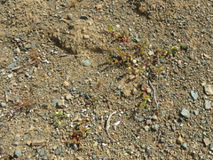 Tetragonia microptera