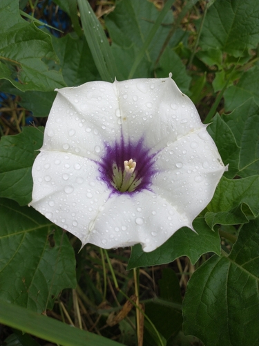 desert thorn-apple