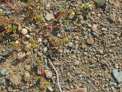 Tetragonia microptera