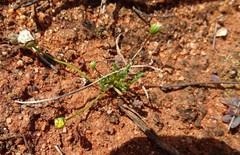 Brachyscome lineariloba