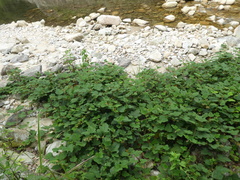 Rubus reflexus