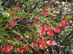 Hermannia grandiflora