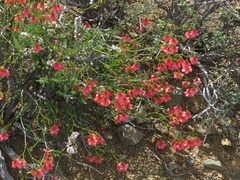 Hermannia grandiflora