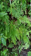 Selaginella labordei