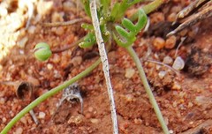 Brachyscome lineariloba