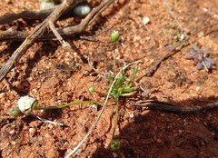 Brachyscome lineariloba