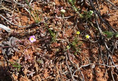 Brachyscome lineariloba