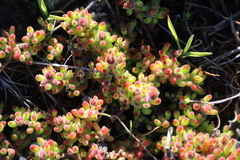Drosanthemum stokoei