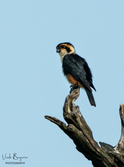 Microhierax caerulescens