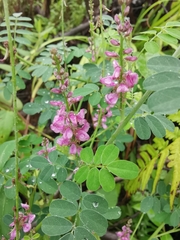 Indigofera tinctoria