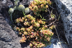 Drosanthemum stokoei