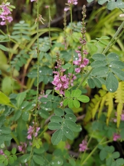 Indigofera tinctoria