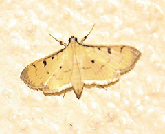 Herpetogramma fluctuosalis