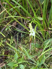 Spiranthes arcisepala