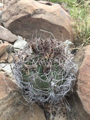 Astrophytum capricorne