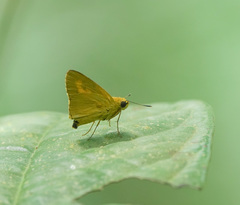 Cupitha purreea