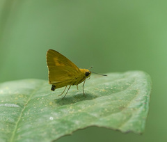 Cupitha purreea