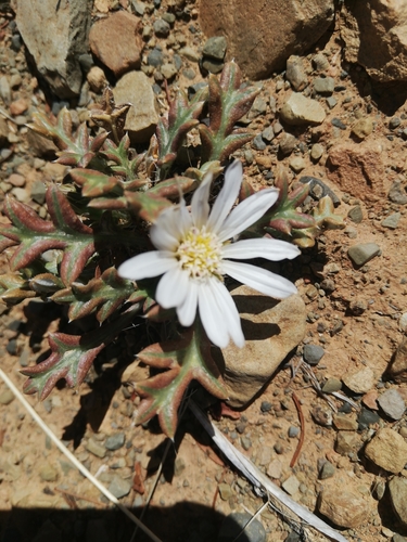 Image of Rough White Gazania (Gazania jurineifolia) by (c) Christiaan Viljoen, some rights reserved (CC BY)