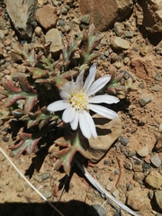 Gazania jurineifolia