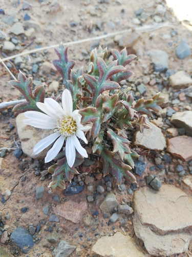 Image of Rough White Gazania (Gazania jurineifolia) by (c) Christiaan Viljoen, some rights reserved (CC BY)