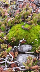 Tortella inclinata