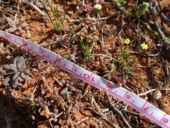 Brachyscome lineariloba