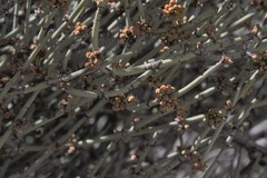 Ephedra breana
