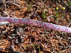 Brachyscome lineariloba