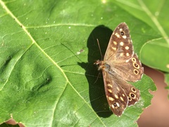Pararge aegeria