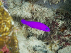 Magneta Dottyback photo 5