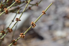 Ephedra breana