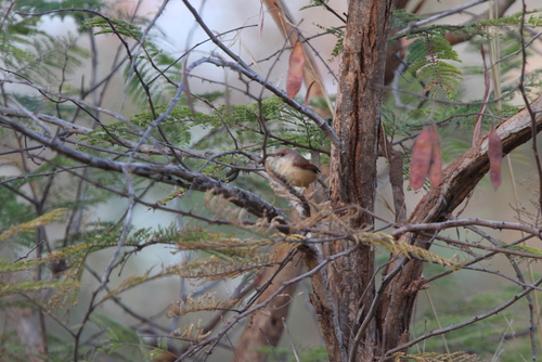 Red-winged Prinia (Prinia erythroptera), photo 4