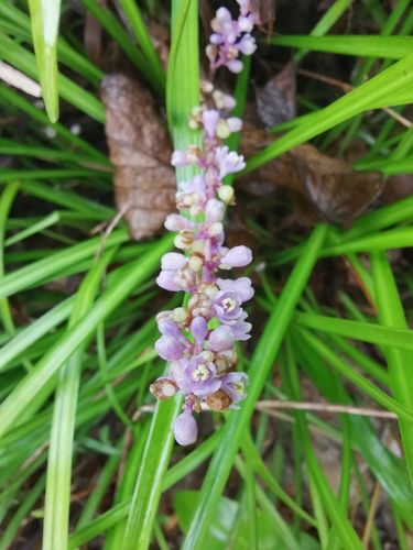 Liriope spicata iNat (1)
