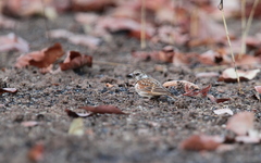 Eremopterix leucotis