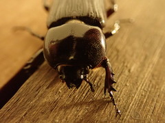 Phileurus