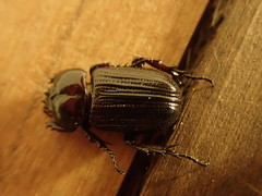 Phileurus