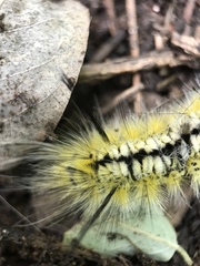 Lophocampa mixta