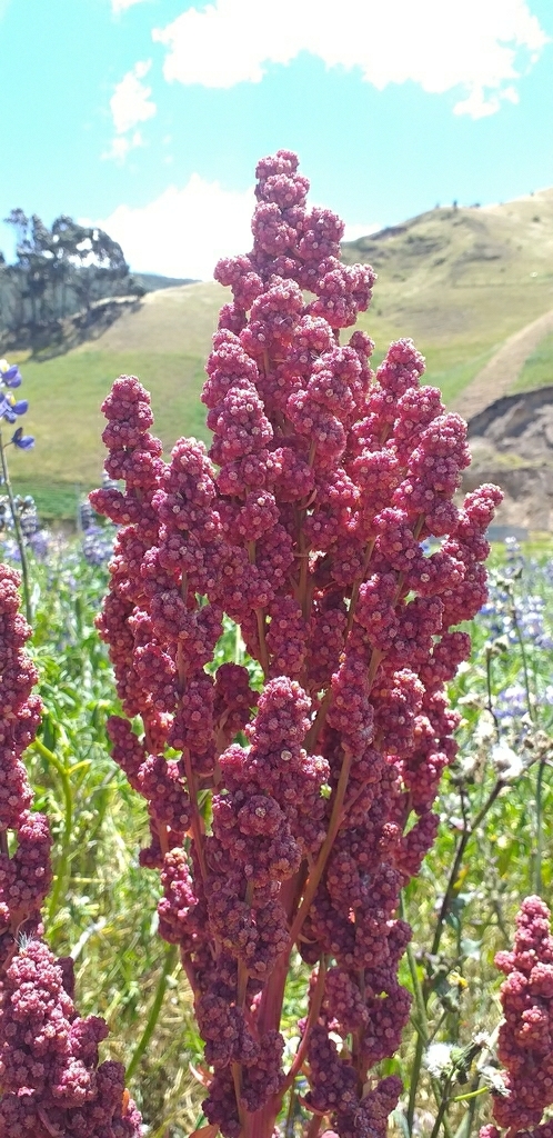 Imagem de Quinoa