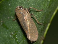 Cicadellidae